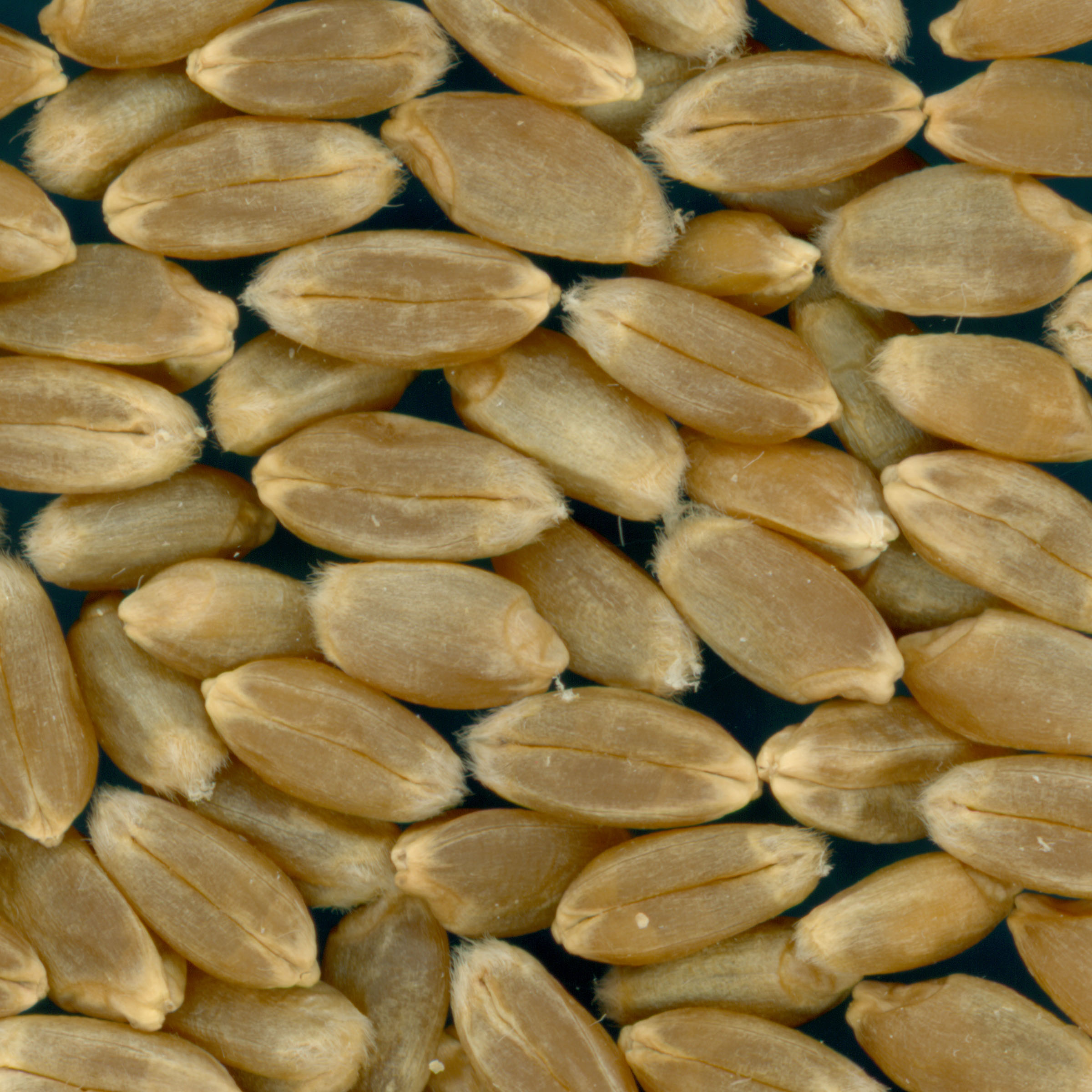 KERNELS